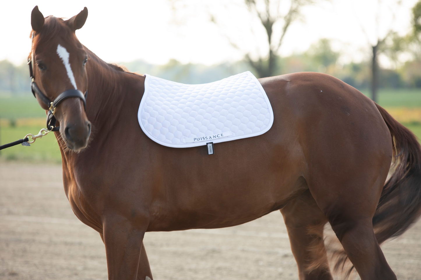 Zadeldoek ball motief