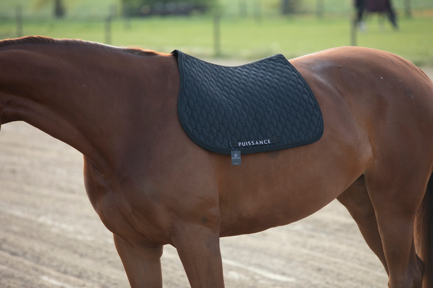 Zadeldoek barfi motief