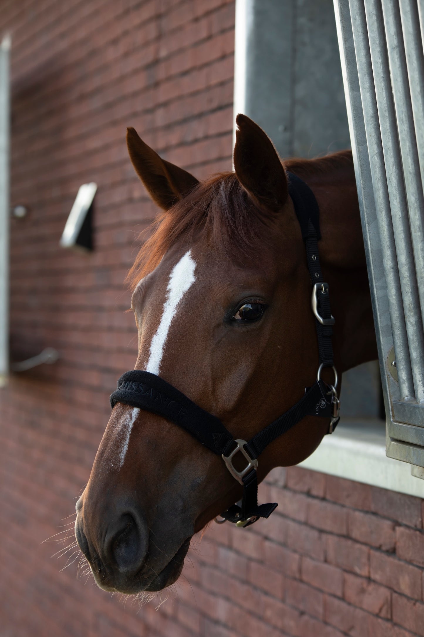 Halster Fleece Puissance