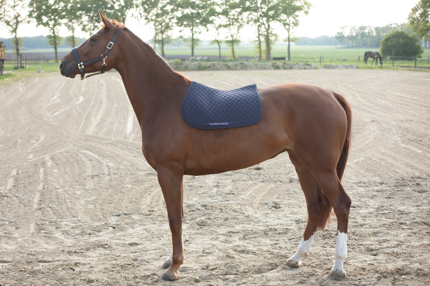 Zadeldoek barfi motief