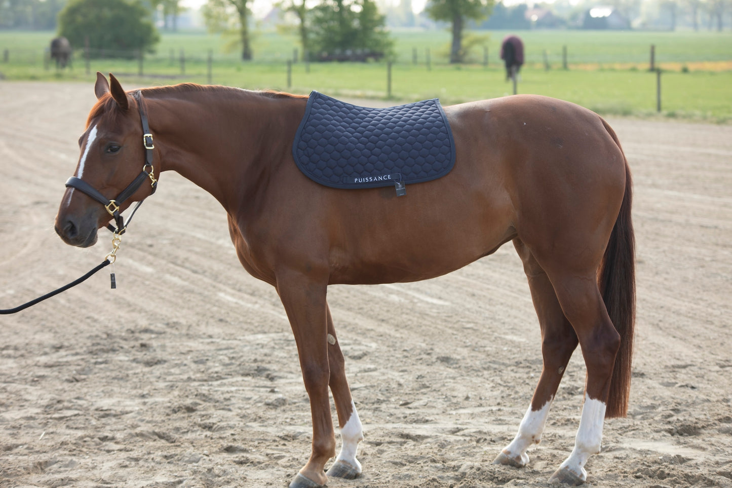 Zadeldoek ball motief