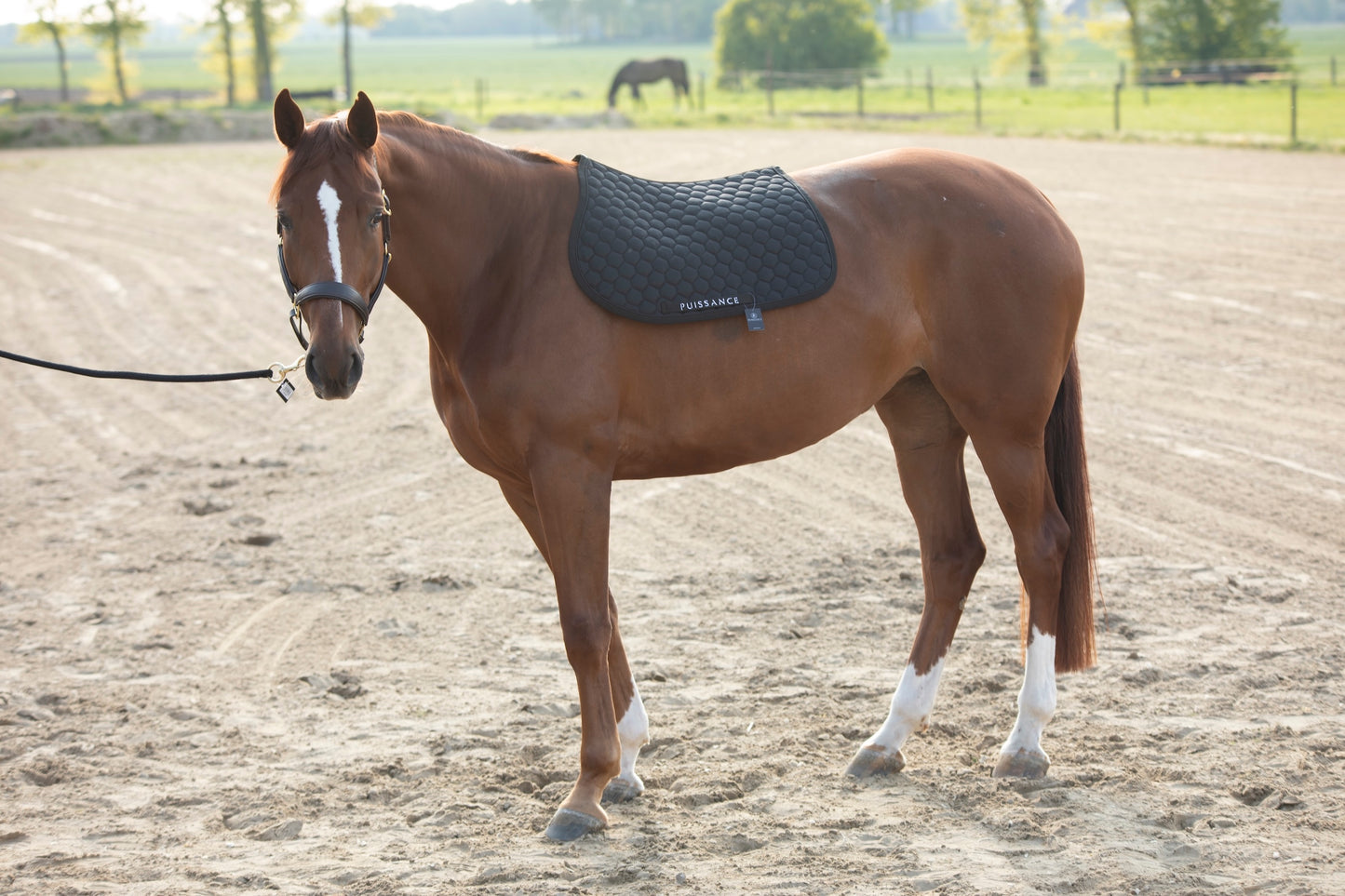 Zadeldoek ball motief